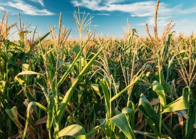 Climate change eats into output of top 10 food crops