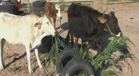 Outapi farmer grows sorghum to feed his cattle