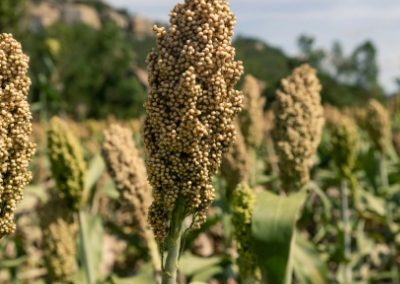 Sorghum making a rebound in Europe thanks to climate change