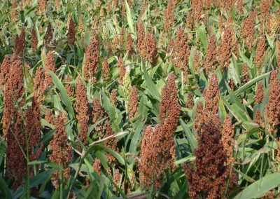 Japanese firm to invest in sorghum