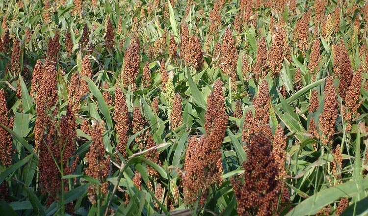 Japanese firm to invest in sorghum