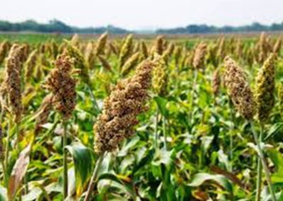 Climate-Friendly Smart Food Like Millets The Way Forward For Nutrition Mission: Dr Arabinda Padhee Of ICRISAT