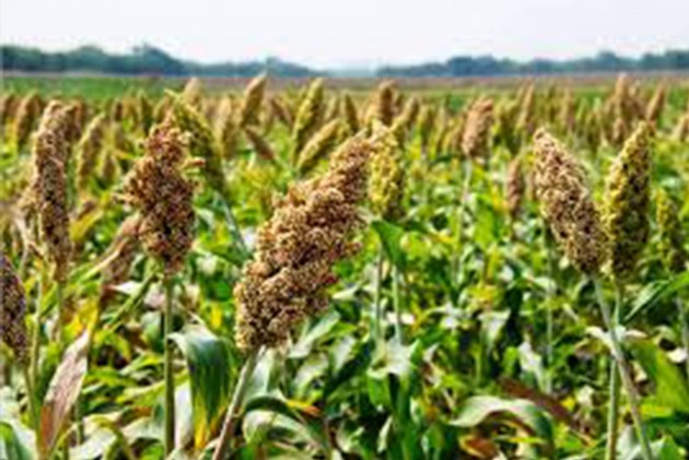 Japan Agreement Creates Opportunity for U.S. Sorghum Farmers