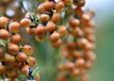 South Africa sorghum production fall set to continue