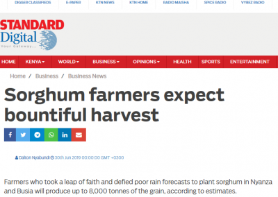 Sorghum farmers expect bountiful harvest