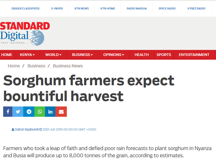 Sorghum farmers expect bountiful harvest