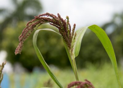 Top 5 reasons to have millets