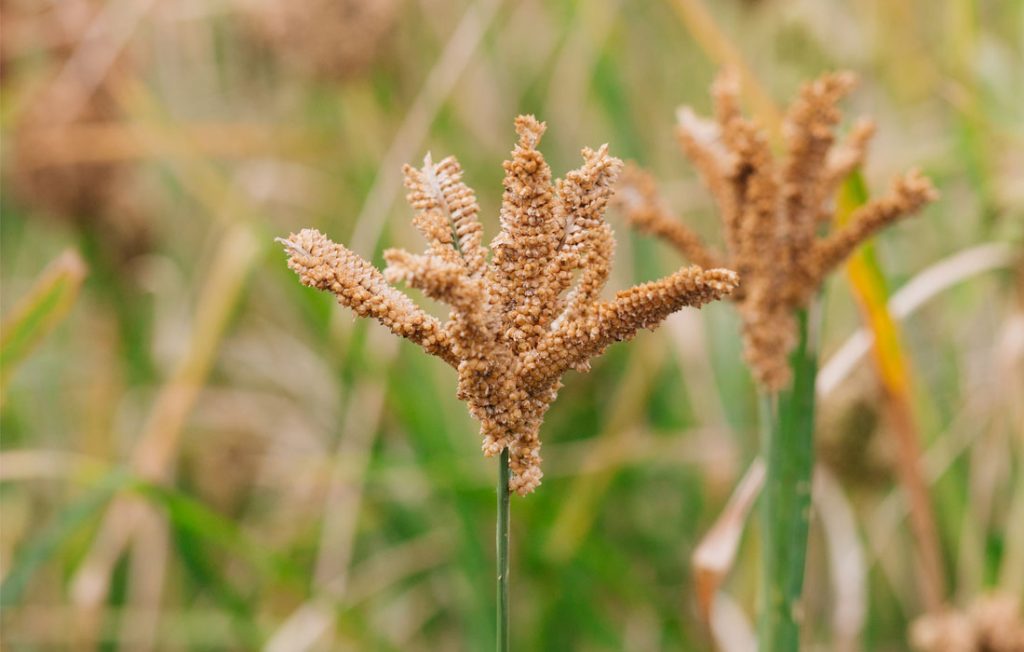 Finger Millet Smart Food