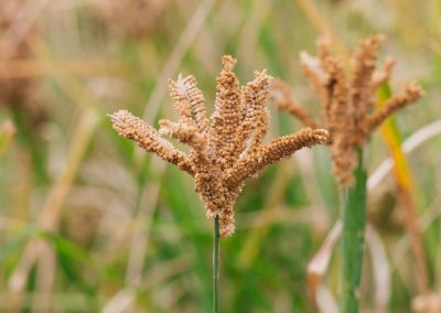 Farmers Advised To Venture Into Traditional High Value Crops
