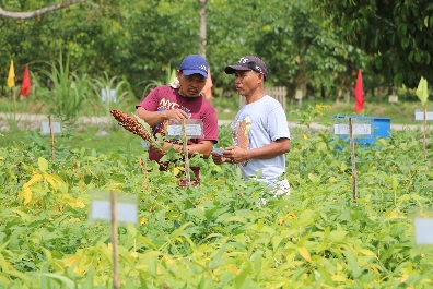 Sorghum to answer feeds supply needs