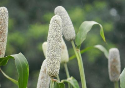 Research work on Naara (Early) and Zea (Late) Millets in Ghana