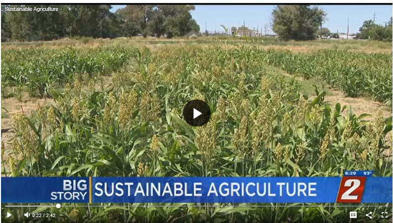 UNR Researchers Study Crops That Could Be Used For Beer