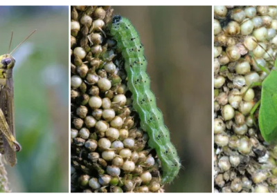 Millet Production Is On the Rise, and So Are the Pests That Eat It
