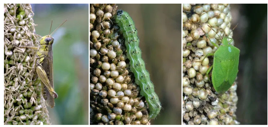 Millet Production Is On the Rise, and So Are the Pests That Eat It