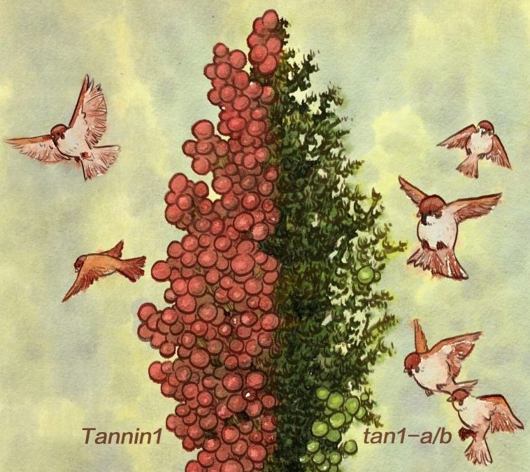 Researchers identified a single gene in sorghum that controls bird feeding behavior