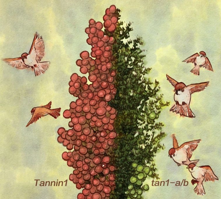 Researchers identified a single gene in sorghum that controls bird feeding behavior