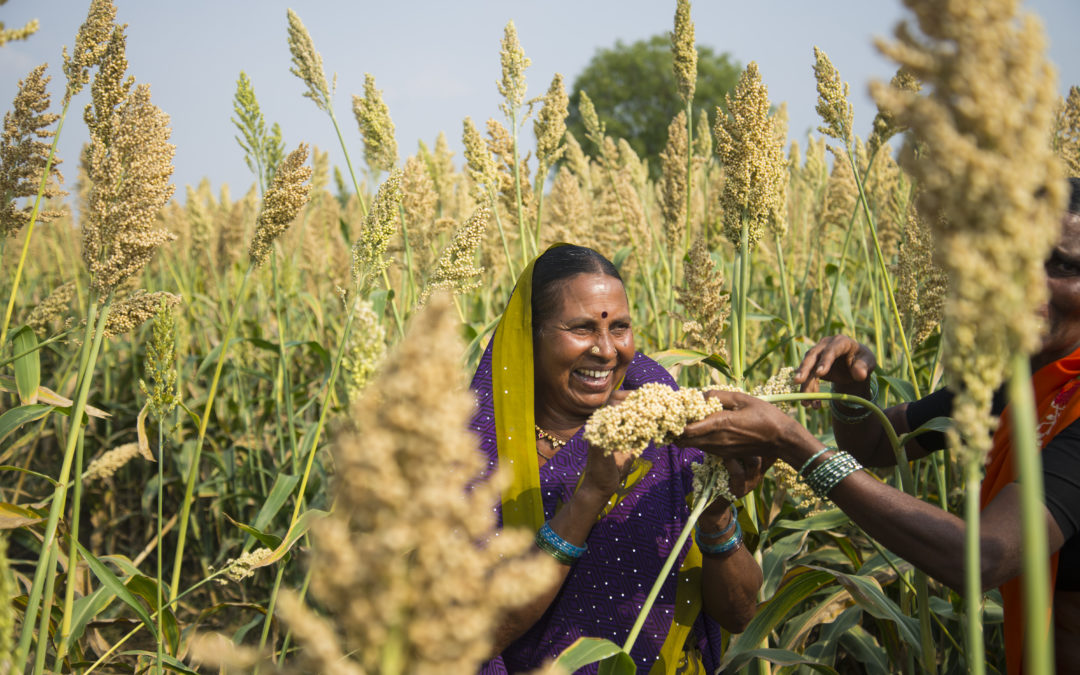 FAO Calls For Boosting Millets To Fight Malnutrition