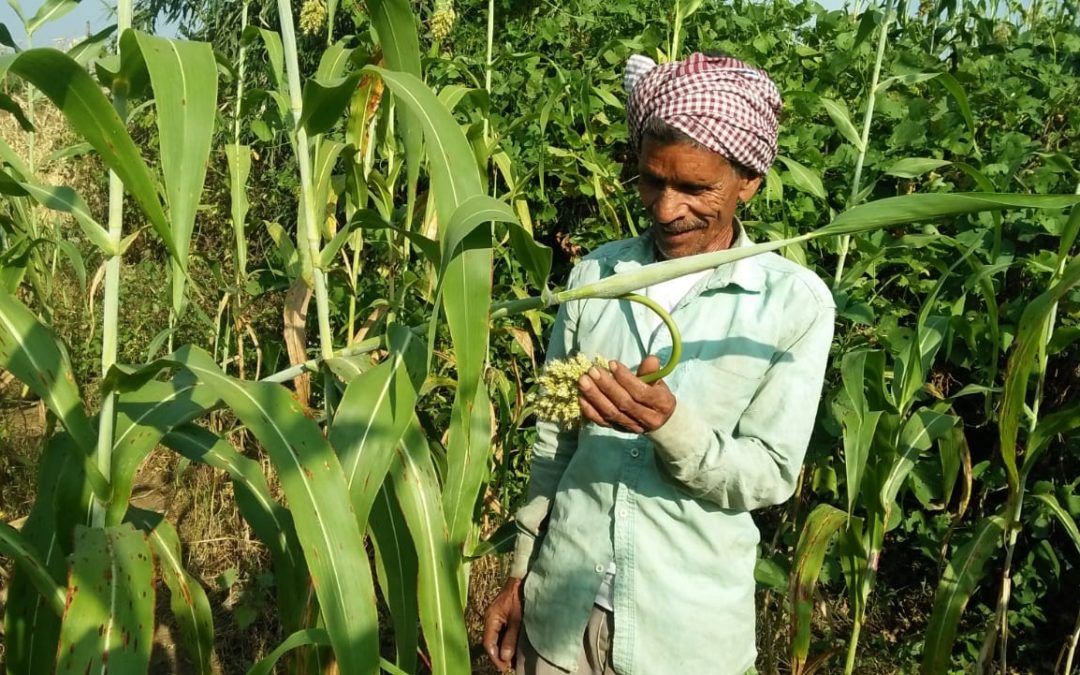 Smallholders cultivating Millets to make their food production climate resilient