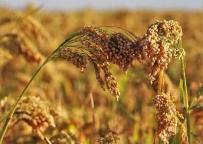 Mapping millet genetics                          