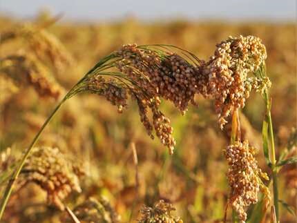 Mapping millet genetics                          
