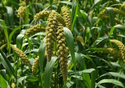 MILLETS: An Effective Tool Against Malnutrition