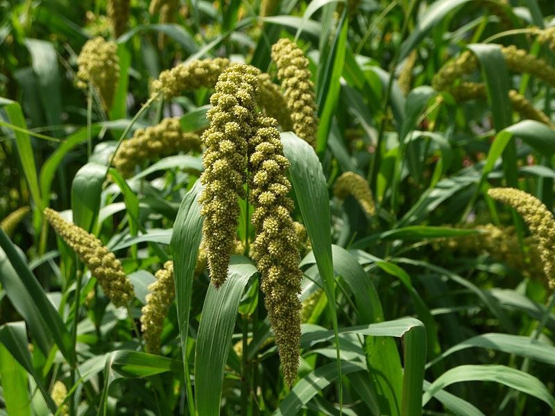 MILLETS: An Effective Tool Against Malnutrition