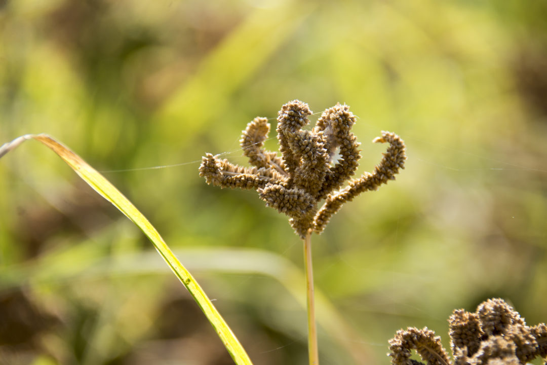 Grasspea and Finger Millet pre-breeding get a boost