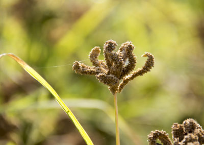 Grasspea and Finger Millet pre-breeding get a boost