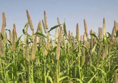 Increasing India’s food, nutritional and economic security by reviving millets
