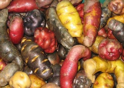 The key to food security in Africa lies in the treasure trove of global crop biodiversity