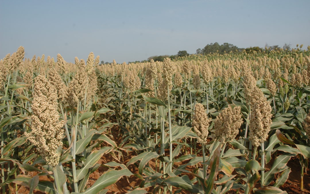 Sorghum hybrid Developed using ICRISAT Breeding Material Received Special Recognition as Outstanding Forage Hybrid 2019