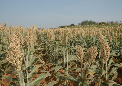 Sorghum hybrid Developed using ICRISAT Breeding Material Received Special Recognition as Outstanding Forage Hybrid 2019
