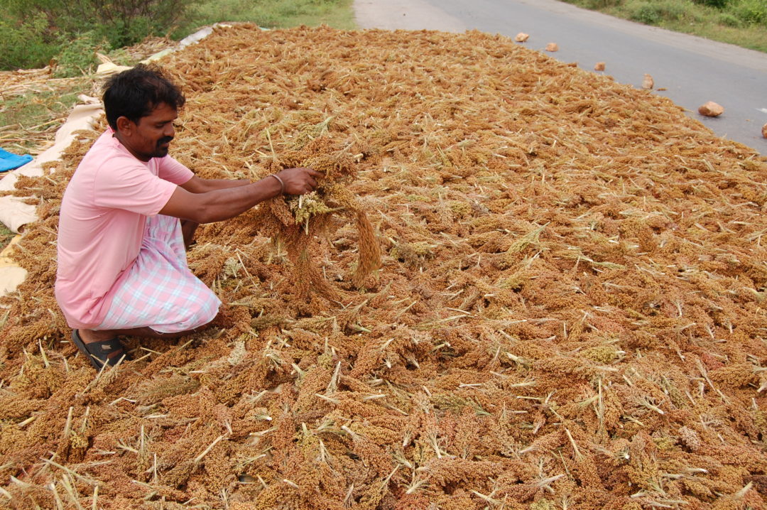 Farming Smart Foods