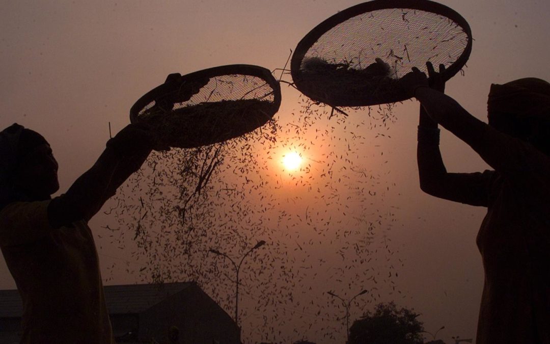 India’s Green Revolution, which once staved off famines, is now threatening lives