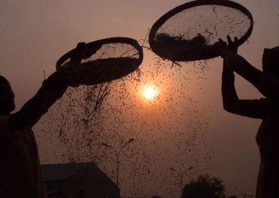 India’s Green Revolution, which once staved off famines, is now threatening lives