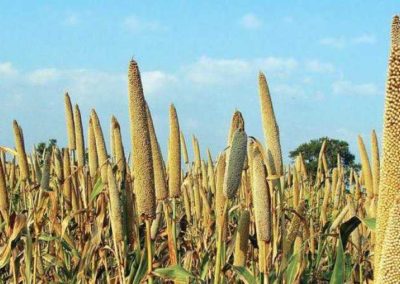 This is why we should be eating millets