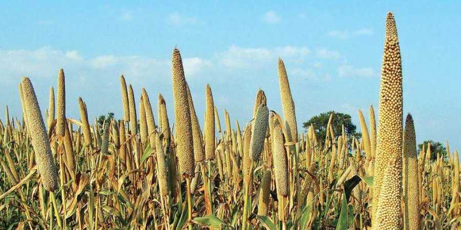This is why we should be eating millets
