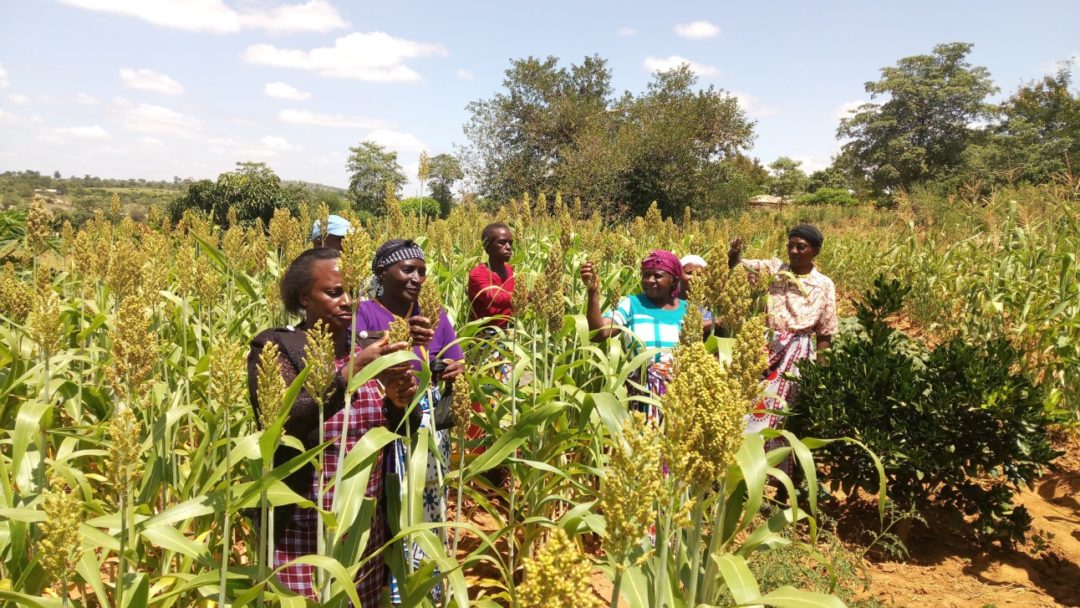 Sorghum and millet value chain project enhances uptake of improved research technologies and products in Kenya