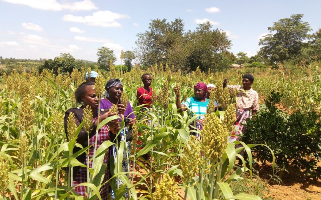 Sorghum and millet value chain project enhances uptake of improved research technologies and products in Kenya
