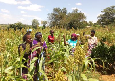 Sorghum and millet value chain project enhances uptake of improved research technologies and products in Kenya