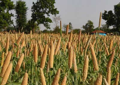 Cultivating more millets to make food production climate resilient in India