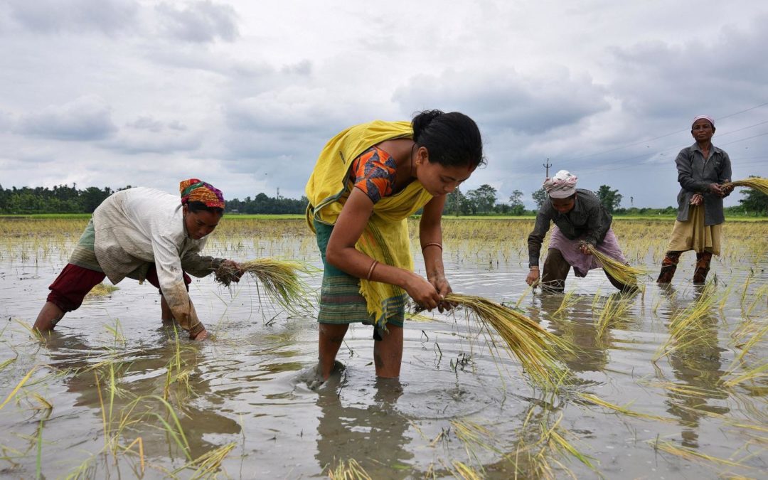 Why Indian farmers must grow less rice and wheat
