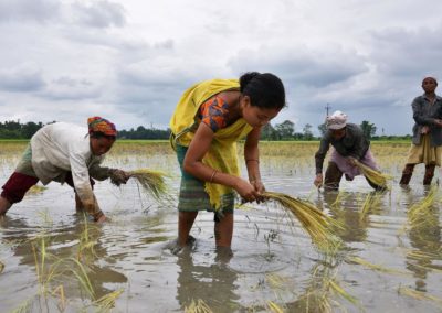 Why Indian farmers must grow less rice and wheat