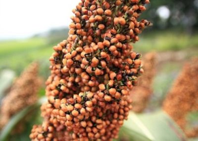 USDA and CSHL Finds Genetic Path to Double Sorghum Yield