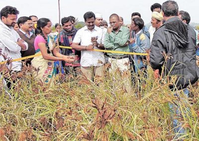 Ragi farmers strike it rich, thanks to ‘Guli’ cultivation practice