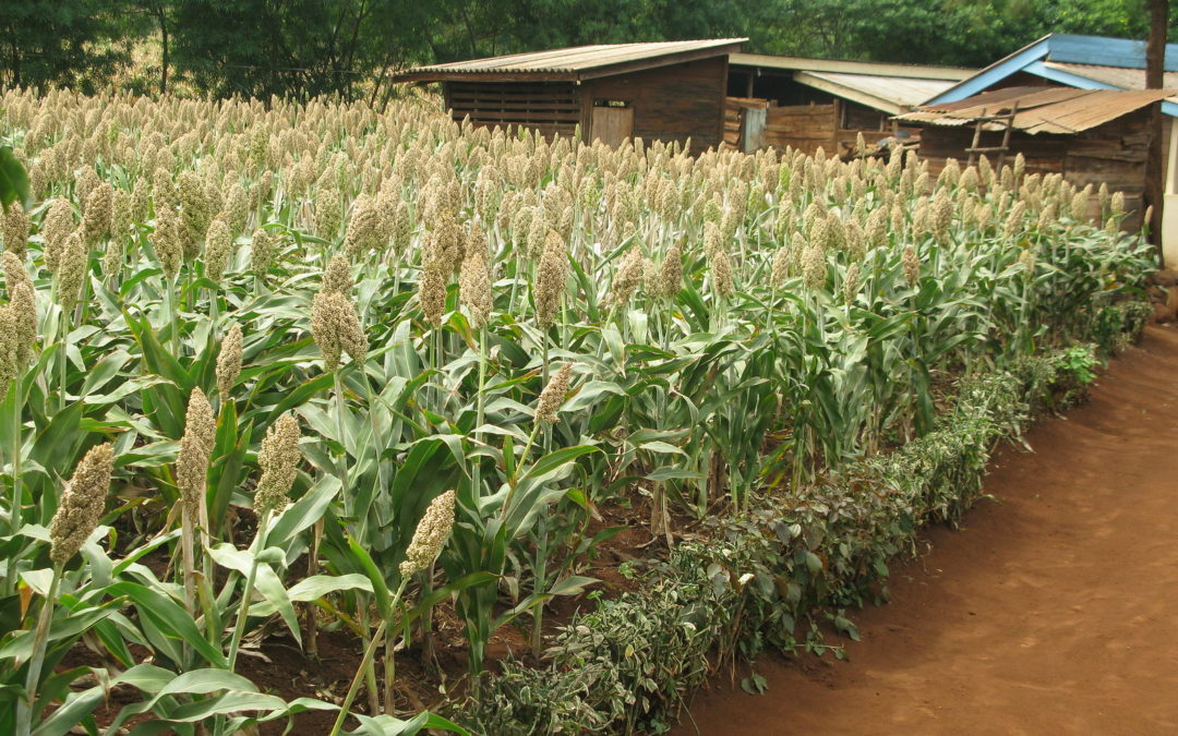 Davao del Norte to plant sorghum
