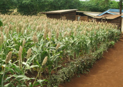 Davao del Norte to plant sorghum
