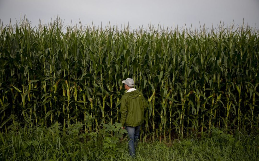 Making Seeds to Withstand Climate Change Is Getting Harder Read more