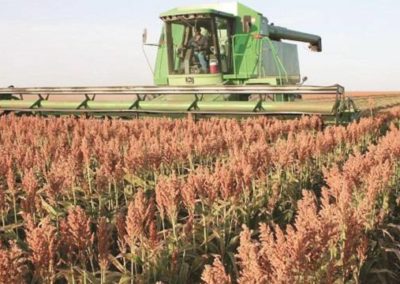 Harvested grain fields can be used for winter feeding of cattle