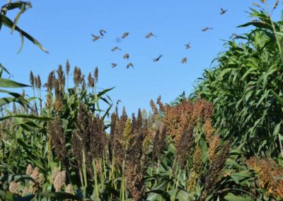 Sorghum study illuminates relationship between humans, crops and the environment in domestication